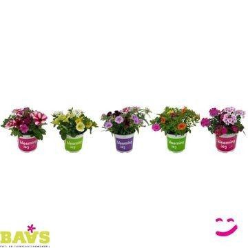 <h4>OV PERKPL GEM</h4>