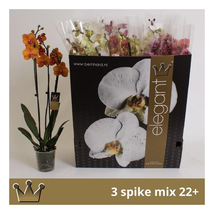 <h4>PHAL GEM 7 KL</h4>
