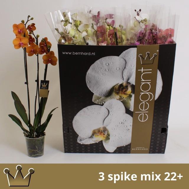 <h4>PHAL GEM 7 KL</h4>