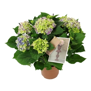 Hydrangea bicolor blue 7/8 flowers