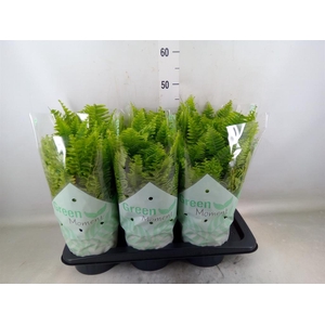 Nephrolepis exal. 'Green Moment'