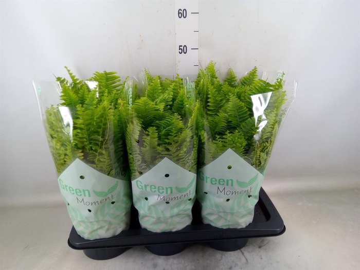 <h4>Nephrolepis exal. 'Green Moment'</h4>