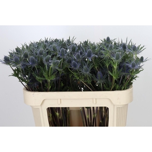 Eryngium