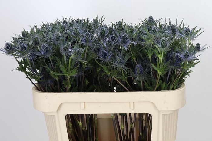 <h4>Eryngium</h4>