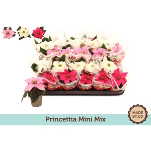 Euph P Princettia Gemengd 1+