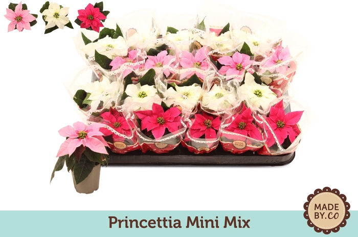 <h4>Euph P Princettia Gemengd 1+</h4>