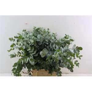 Euca Cinerea 55 Cm P Stem