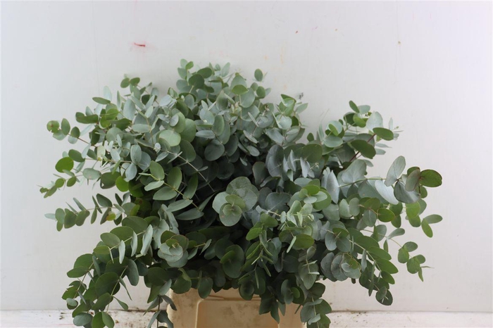 <h4>Euca Cinerea 55 Cm P Stem</h4>