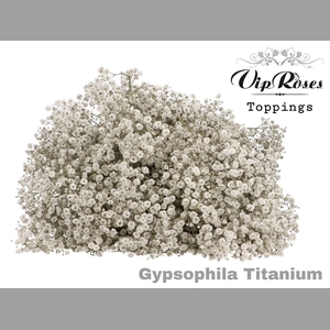 GYPS PA TITANIUM