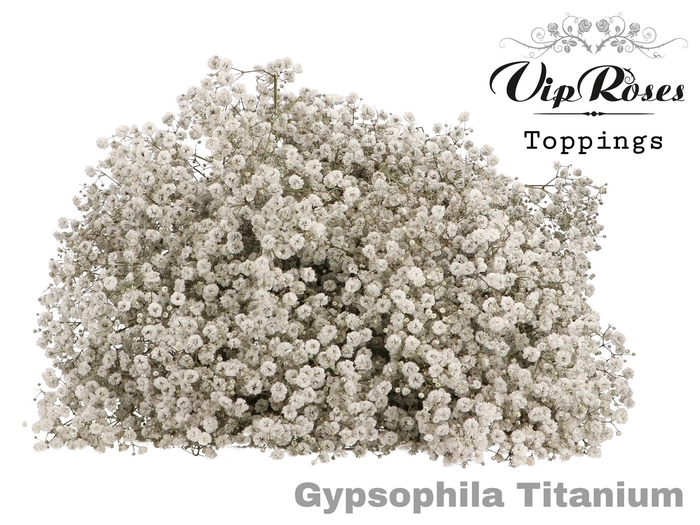 <h4>Gyps Pa Titanium</h4>