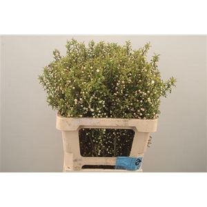 Prunus Gland White Spray