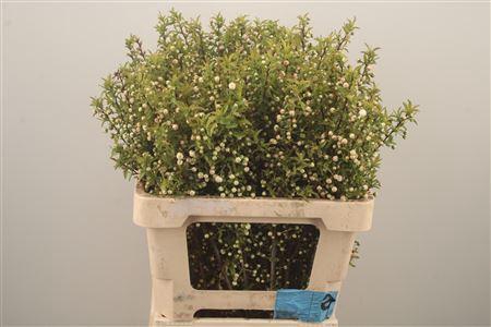 <h4>Prunus Gland White Spray</h4>