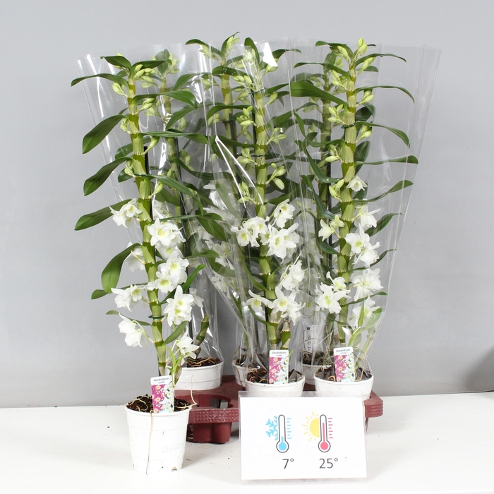 <h4>DENDR N SC APOLLON</h4>