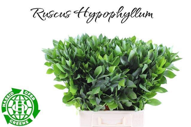 <h4>RUSCUS HYPOPHYLLUM</h4>
