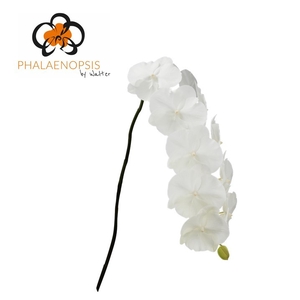 Phalaenopsis White Serenity 10-14 Doos