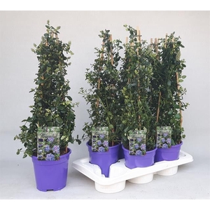 CEAN TH REPENS