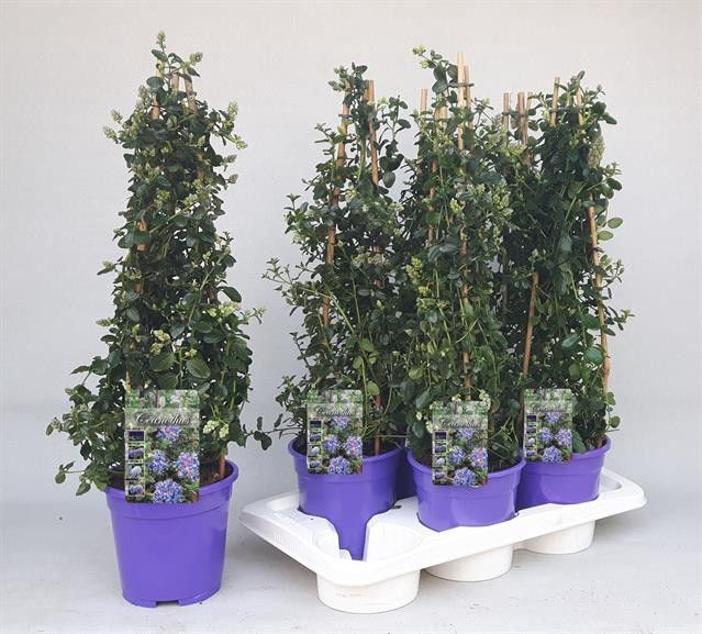 <h4>CEAN TH REPENS</h4>