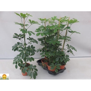 Schefflera arbor. 'Compacta'