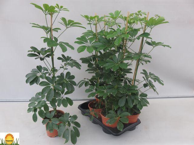 <h4>Schefflera arbor. 'Compacta'</h4>