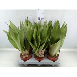 Sansevieria trifa. 'Moonshine'