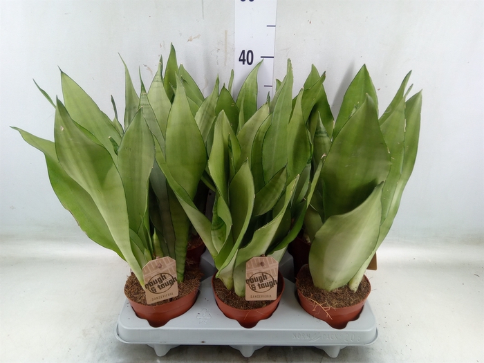<h4>Sansevieria trifa. 'Moonshine'</h4>