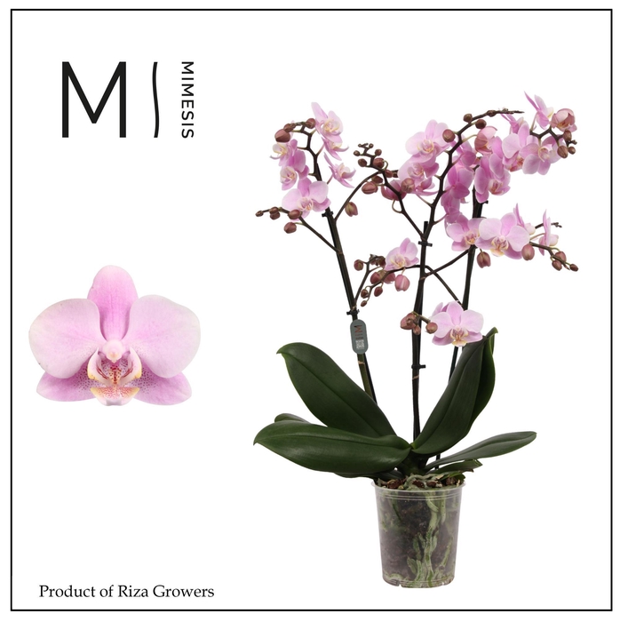 <h4>Phalaenopsis Beaution 3 spike - 12cm | Mimesis</h4>