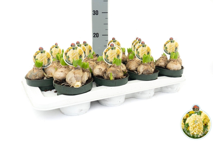 <h4>Hyacint Yellowstone</h4>