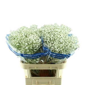 GYPSOPHILA XLENCE ORCA
