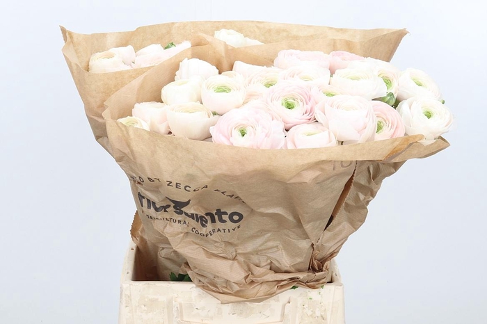 <h4>Ran Su Hanoi</h4>