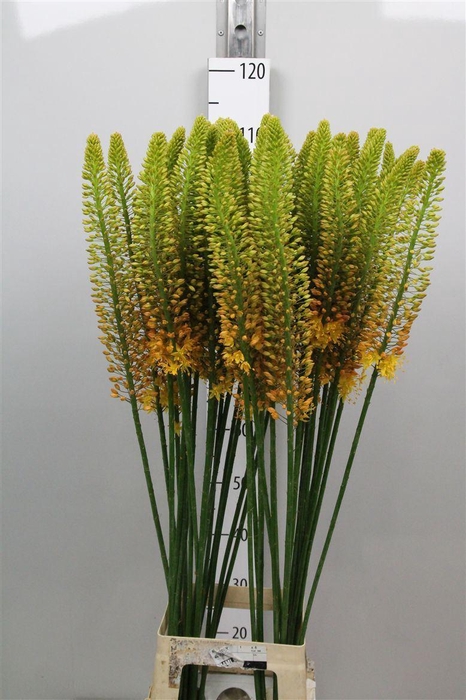 <h4>Eremurus Orange Prin</h4>
