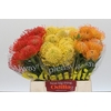 Nutans Mix 3 kleur