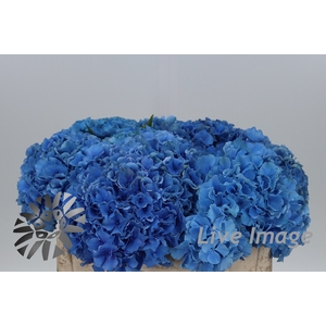 Hydrangea royal parade