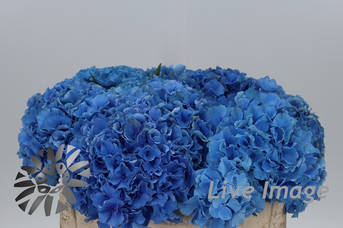 <h4>Hydrangea royal parade</h4>