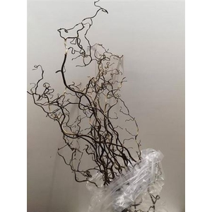 Corylus Av Contorta 80cm X20