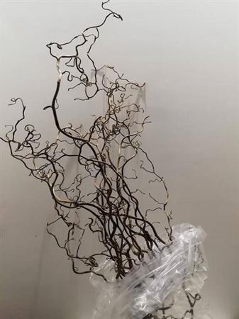 <h4>Corylus Av Contorta 80cm X20</h4>
