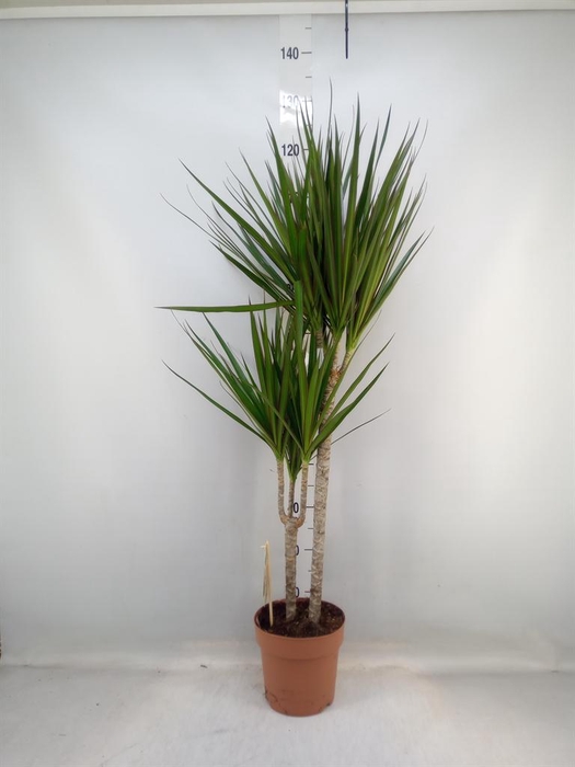 <h4>Dracaena marg.</h4>