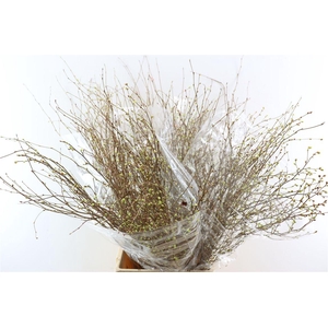 Corylopsis Pauciflora 100cm P Stem