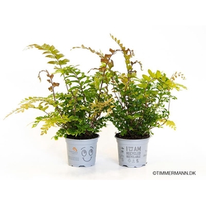 DIDYMOCHLAENA TRUNCATULA p9