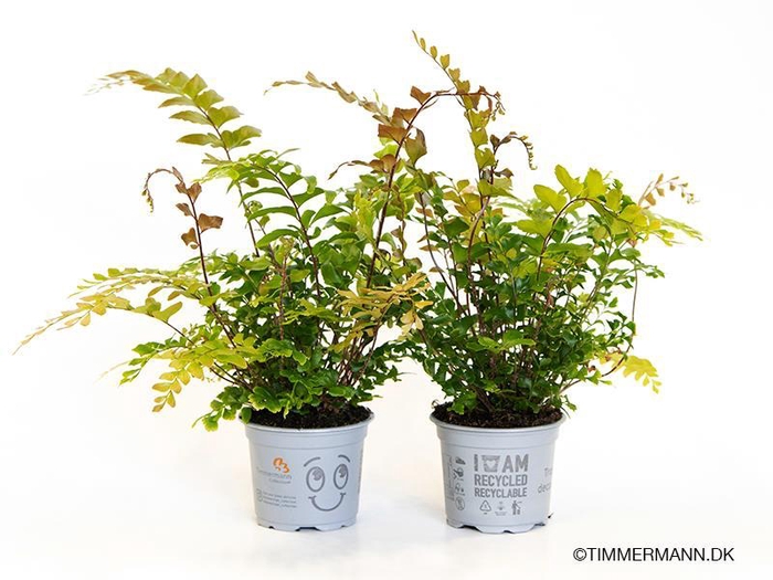 <h4>DIDYMOCHLAENA TRUNCATULA p9</h4>