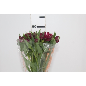 ALSTROEMERIA NAPOLI 080 CM