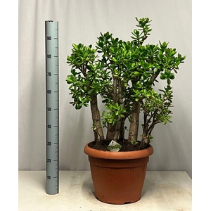 CRASS OVATA