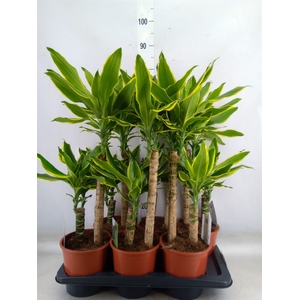 Dracaena frag. 'Golden Coast'