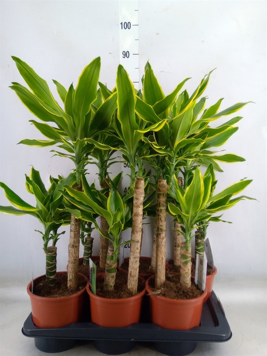 <h4>Dracaena frag. 'Golden Coast'</h4>