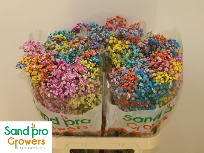 <h4>GYPS KLB H%</h4>