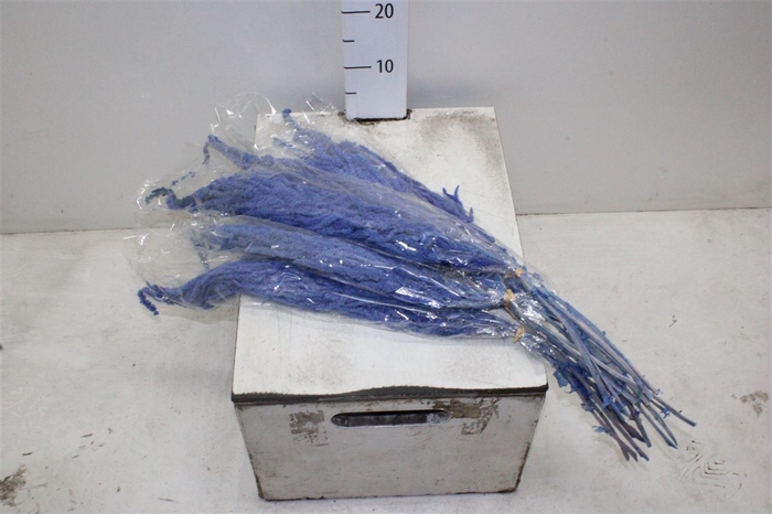 <h4>Dried Amaranthus Blue Caudatus</h4>