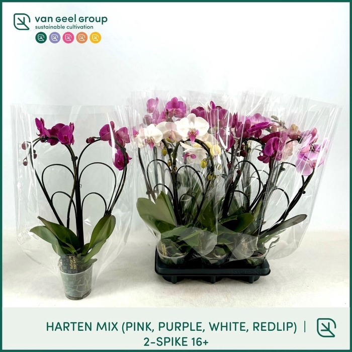 <h4>PHAL GEM</h4>