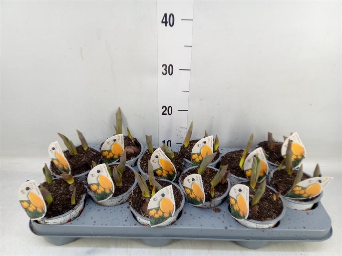 <h4>Tulipa   ...</h4>