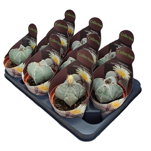 ASTROPHYTUM MYRIOSTIGMA QUADRICOSTATUM - POT Ø 10,5 - COLLECTION WITH POTCOVER (CACTUS)