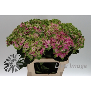 Hydrangea mag amethyst