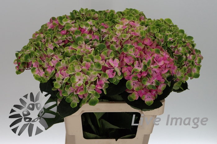 <h4>Hydrangea mag amethyst</h4>